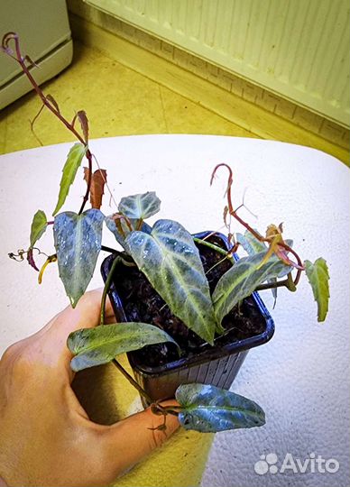 Растения для флорариума