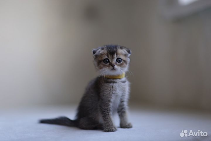 Шотландская вислоухий котенок золотая шиншилла
