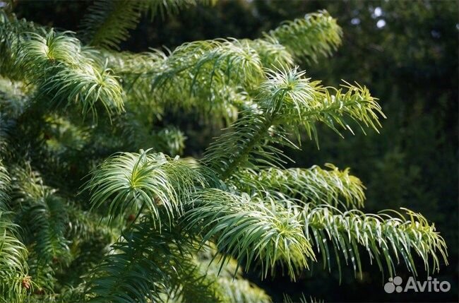 Куннингамия ланцетовидная, семена