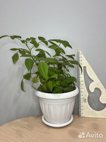 Роза комнатная домашняя