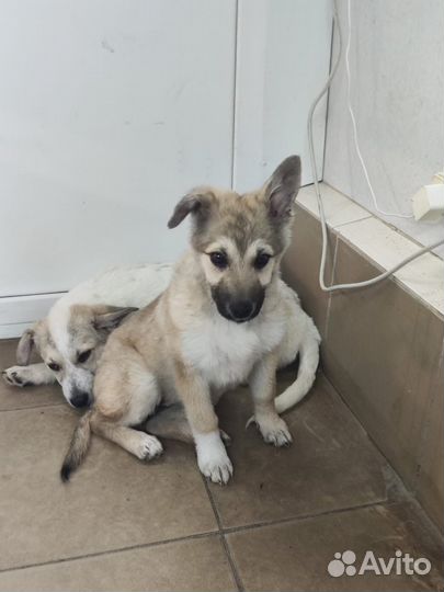 Собака в добрые руки отдам бесплатно