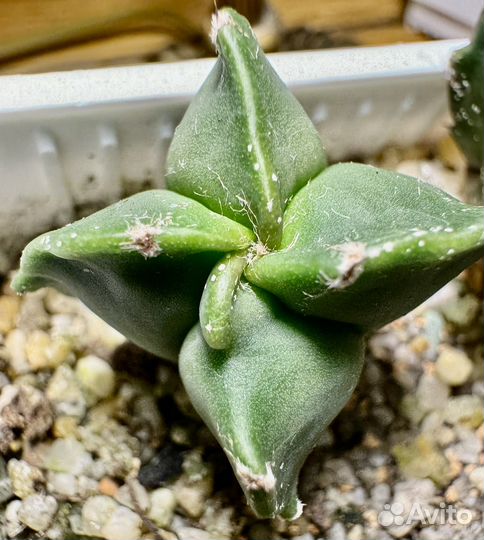 Кактус астрофитум мириостигма