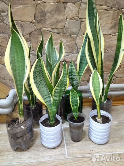 Сансевиерия Футура Суперба(тещин язык,щучий хвост)