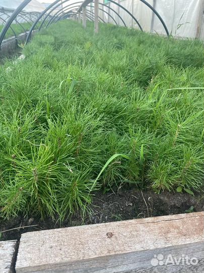 Саженцы ели зкс от производителя