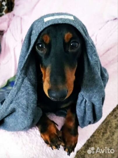 Такса вязка