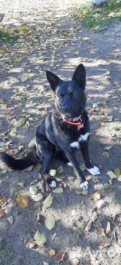 Собака в добрые руки бесплатно ищет дом