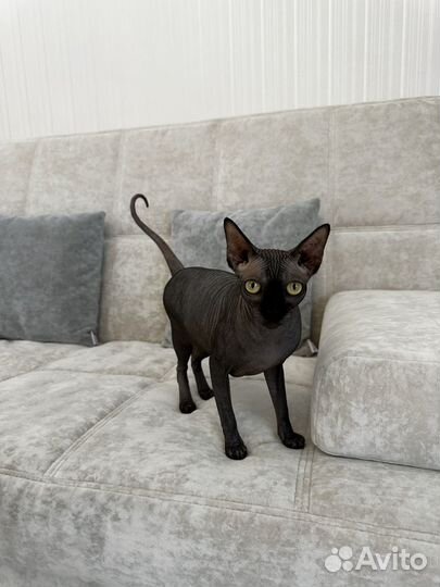 Канадский сфинкс