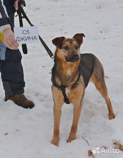 Собака из приюта в добрые руки бесплатно