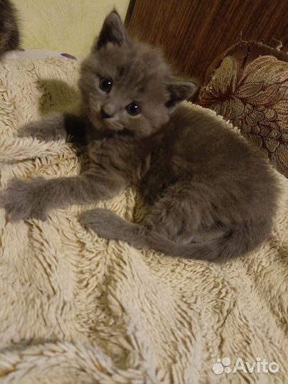 Милые котята ищут любящую семью
