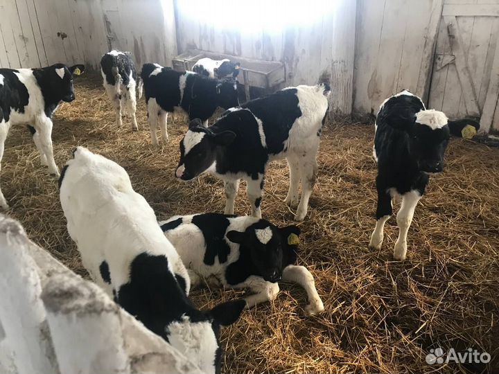 Бычки 1-3мес