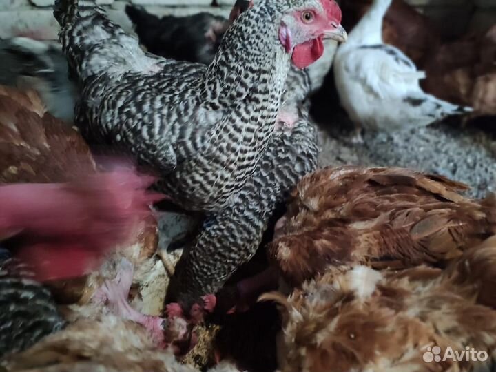 Инкубационное яйцо кур