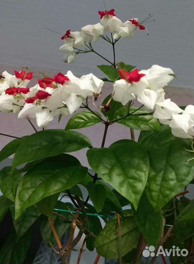 Спатифиллум