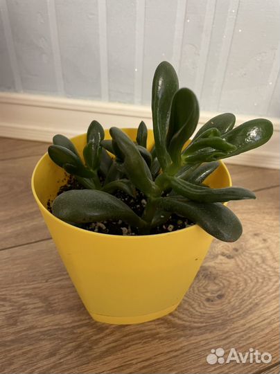 Толстянка Крассула овата хорн три