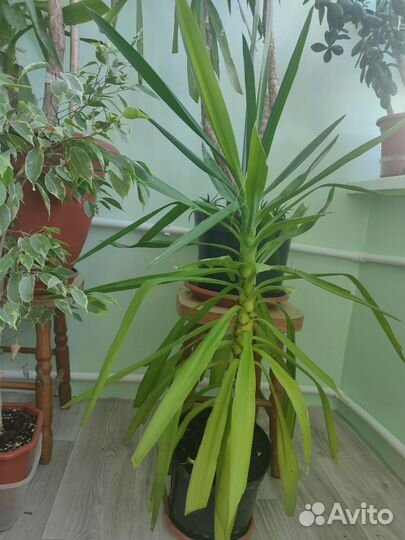 Пальма юкка