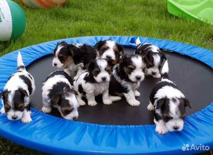 Бивер щенки