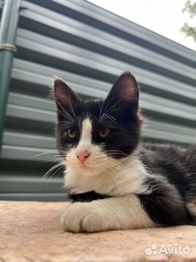 Котенок подросток