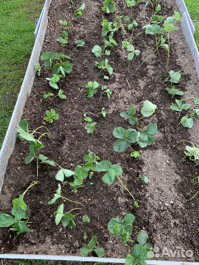 Рассада клубники ранняя Клери