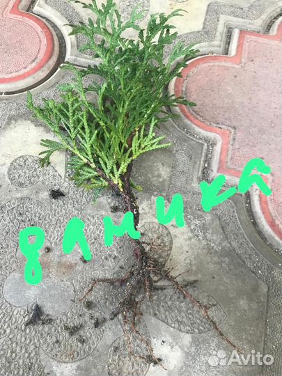 Продаются саженцы хвойных растений