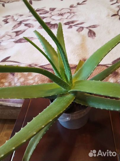 Алоэ вера столетник лечебный