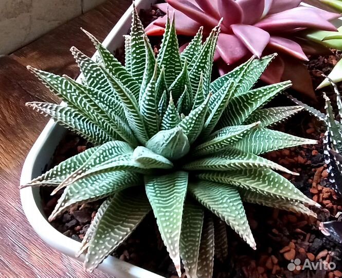 Флорариум из суккулентоа