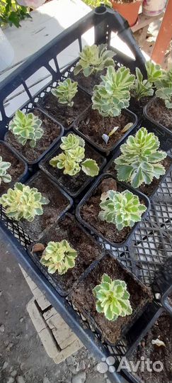 Очиток седум