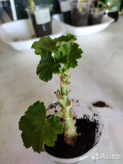 Пеларгония герань