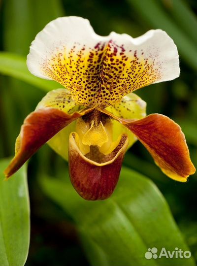 Орхидея Paph America Hub Short d 12