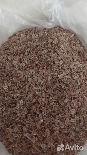 Укроп семена