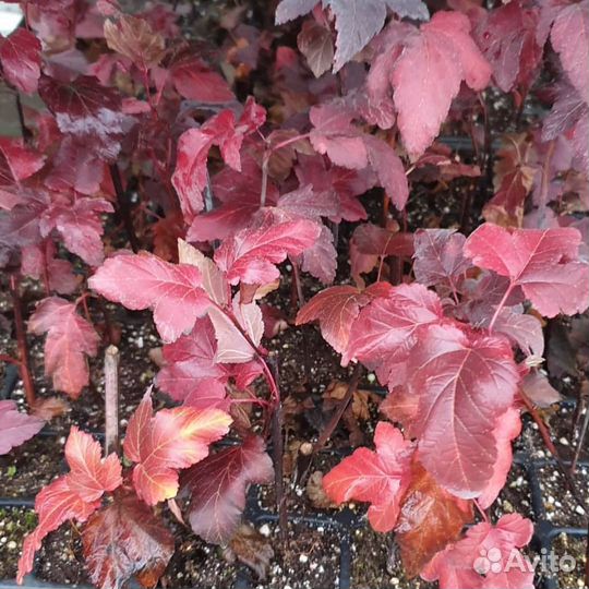 Пузыреплодник калинолистный