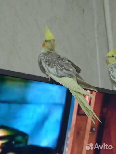 Попугай Корелла (нимфа)