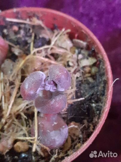 Суккуленты 1