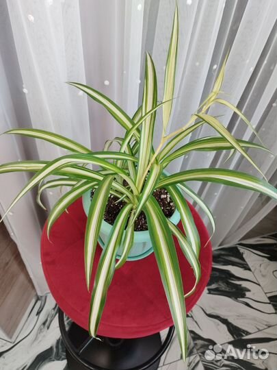 Хлорофитум хохлатый