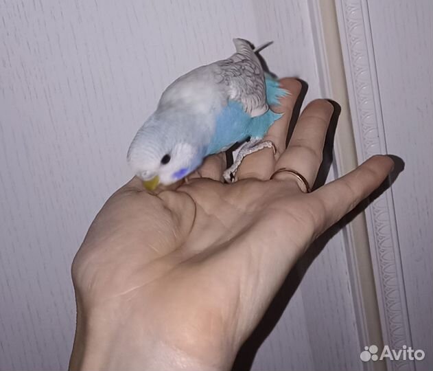 Молодежь волнистого попугая