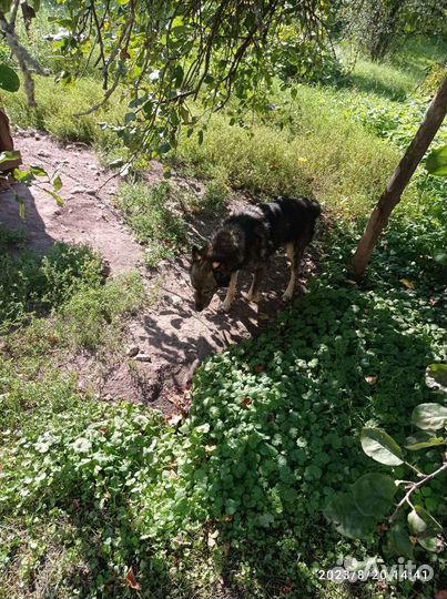 Собака отдам бесплатно. Дворняга с авчаркой