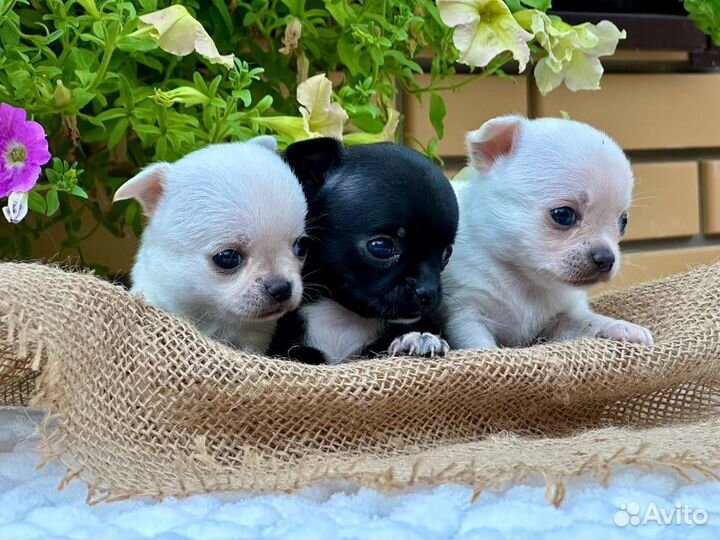 Щенки чихуахуа мини