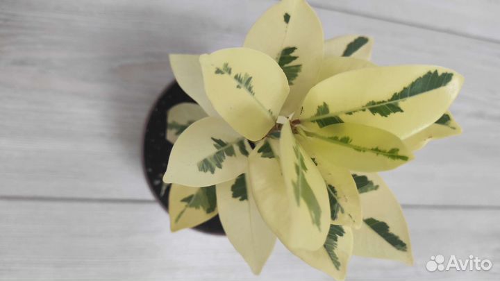 Фикус микрокарпа альбомаргината (фикус Альба)