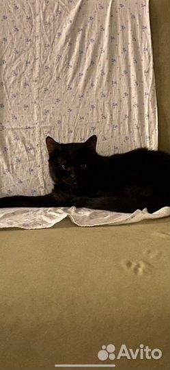 Кот в добрые руки бесплатно