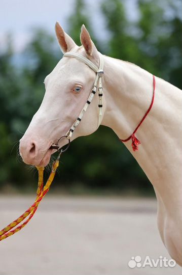 Ахалтекинец Изабелловой масти