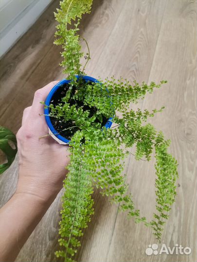 Комнатные цветы