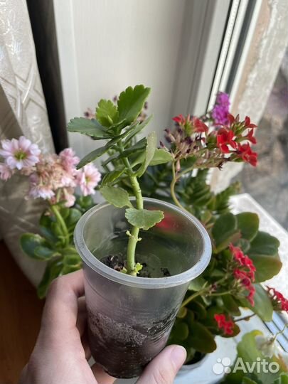 Каланхоэ белый