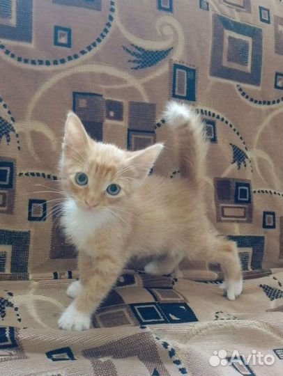Кошка в дар бесплатно