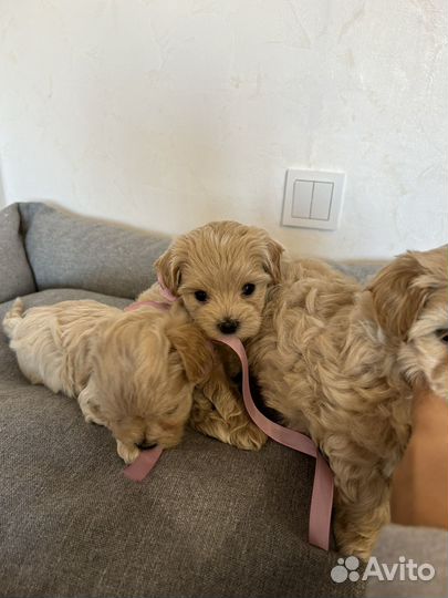 Мальтипу f1 mini мальчики и девочка