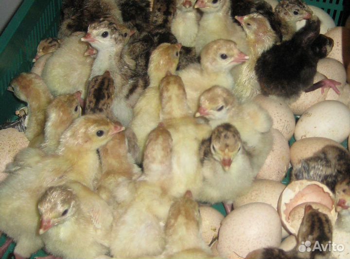 Индюшата суточные, подрощенные