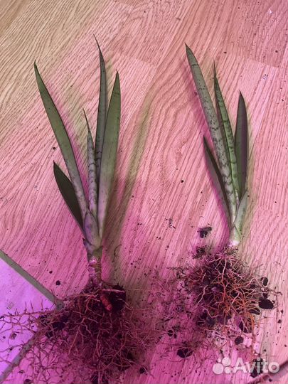 Сансевиерия