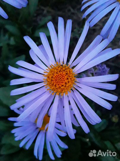 Многолетние цветы