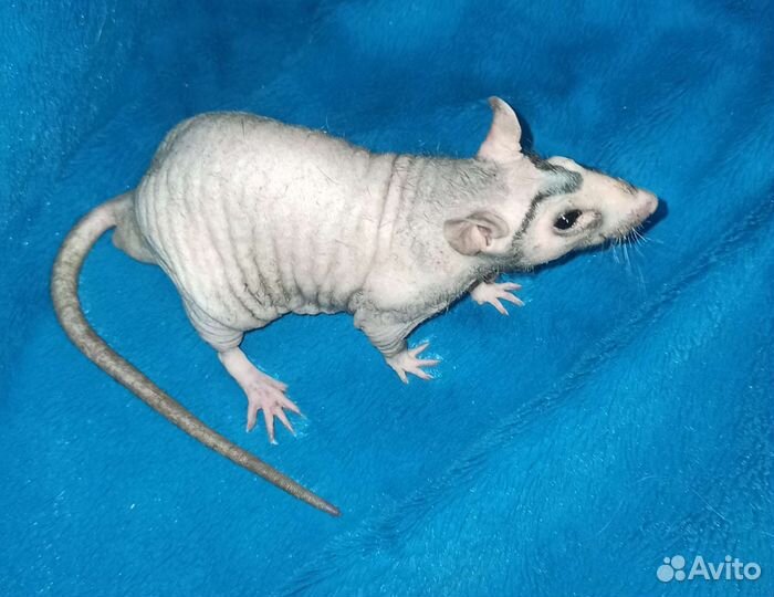 Вязка крыс (мальчики)