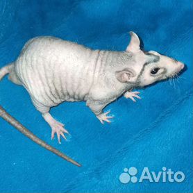 крыса сфинкс - самый большой выбор пушистых грызунов по всей Украине