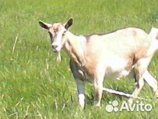 Козлята 4- 6 месяцев