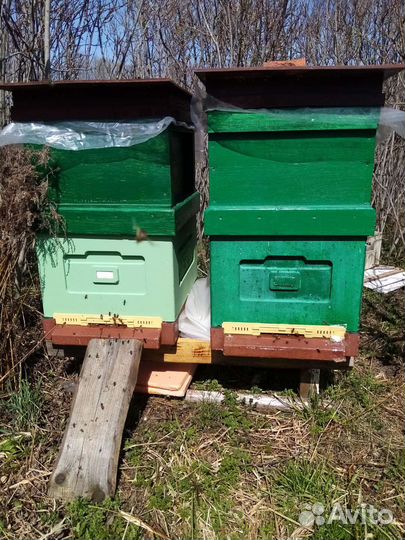 Ульи, пчелиная семья, пчелопакеты