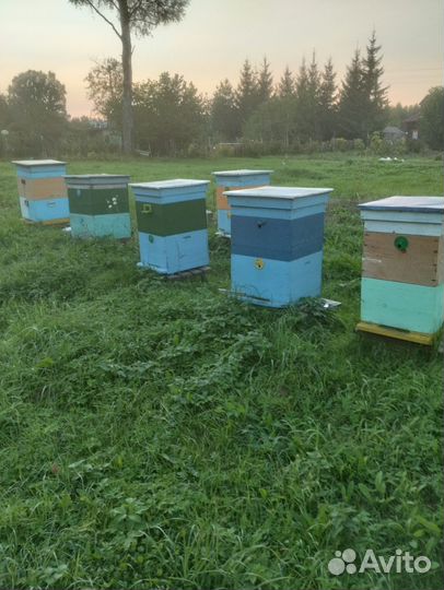 Пчелы и улья